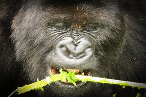 rwanda gorilla 7