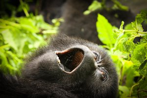 rwanda gorilla 8