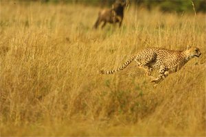 cheetah 1