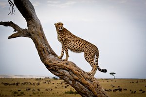 upcoming safaris 6
